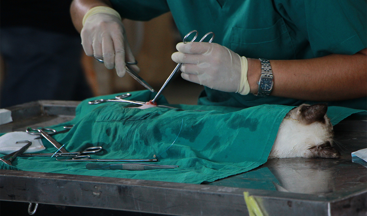 Chirurgie